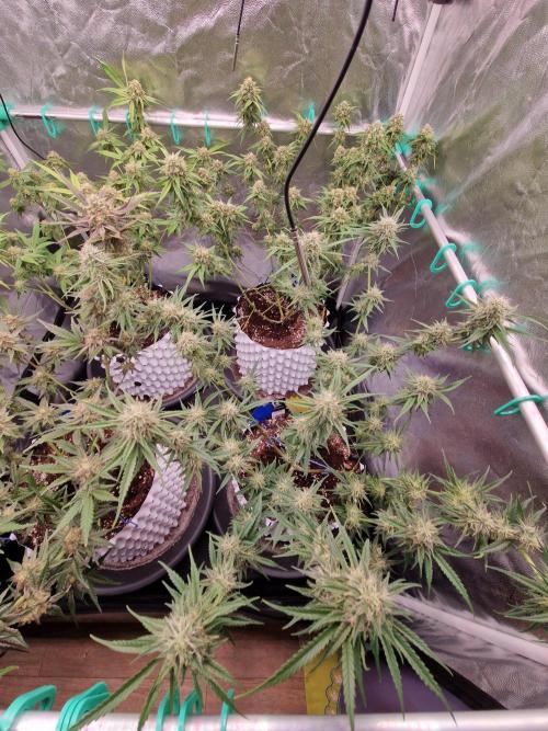 The White Sweet Candy OG One USAGenetics. Week 16 - 02.08.26 