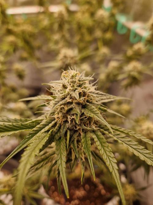 The White Sweet Candy OG One USAGenetics. Week 16 - 02.08.26 