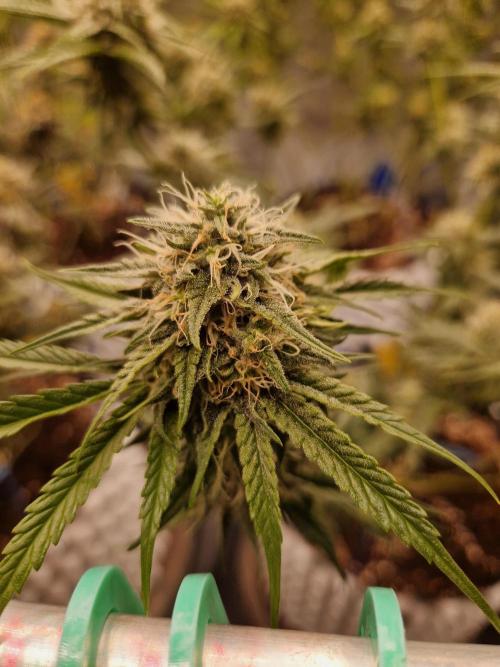 The White Sweet Candy OG One USAGenetics. Week 16 - 02.08.26 