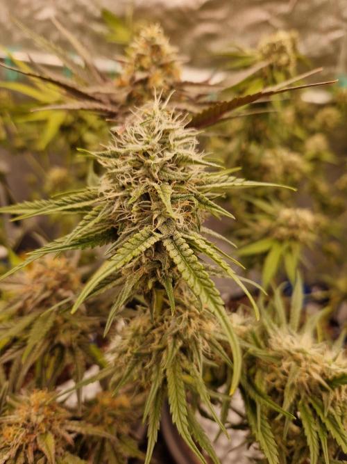 The White Sweet Candy OG One USAGenetics. Week 16 - 02.08.26 