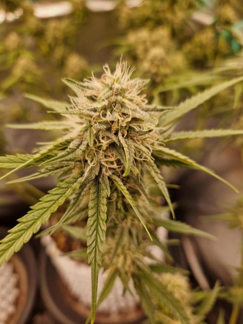 The White Sweet Candy OG One USAGenetics. Week 16 - 02.08.26 