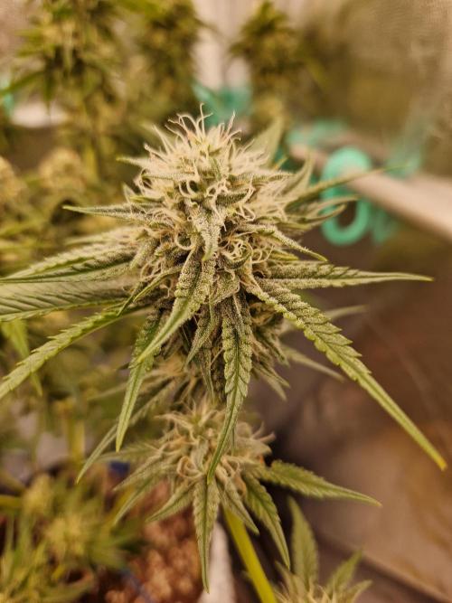 The White Sweet Candy OG One USAGenetics. Week 16 - 02.08.26 