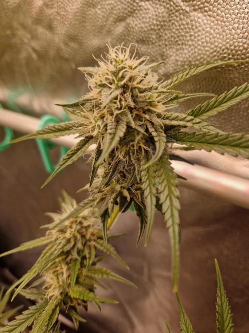 The White Sweet Candy OG One USAGenetics. Week 16 - 02.08.26 