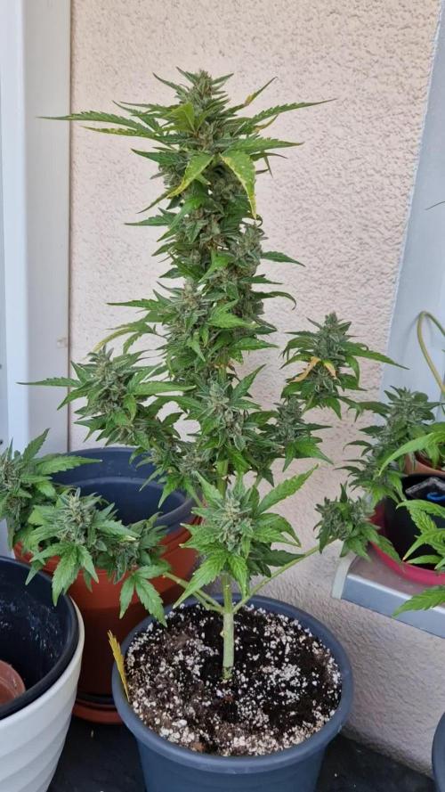 Super Lemon Haze Auto