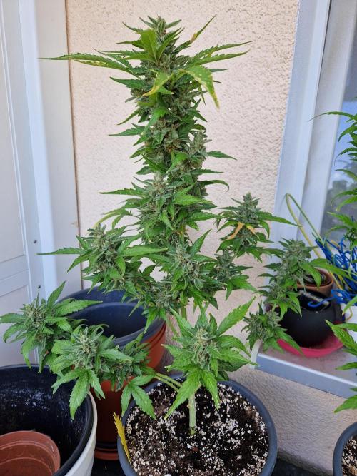 Super Lemon Haze Auto. Week 14 - 05.08.26 