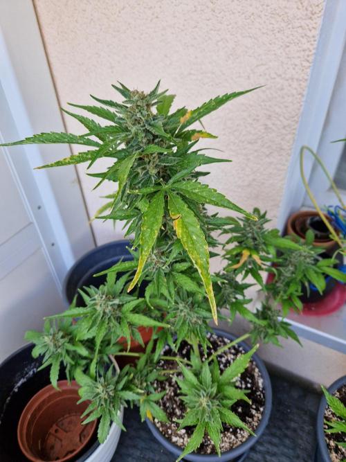 Super Lemon Haze Auto. Week 14 - 05.08.26 