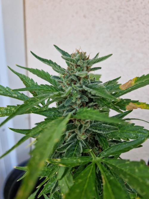 Super Lemon Haze Auto. Week 14 - 05.08.26 