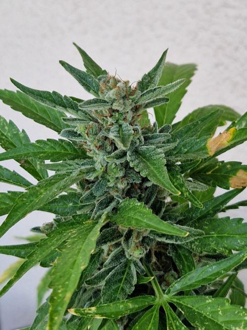 Super Lemon Haze Auto. Week 14 - 05.08.26 
