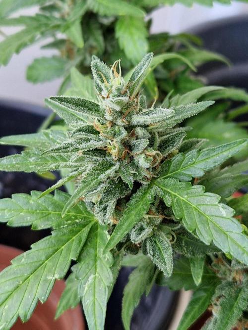 Super Lemon Haze Auto. Week 14 - 05.08.26 