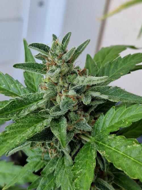 Super Lemon Haze Auto. Week 14 - 05.08.26 