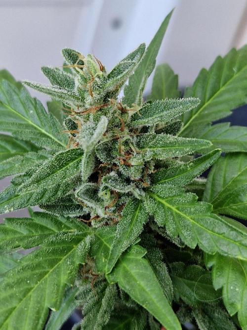 Super Lemon Haze Auto. Week 14 - 05.08.26 