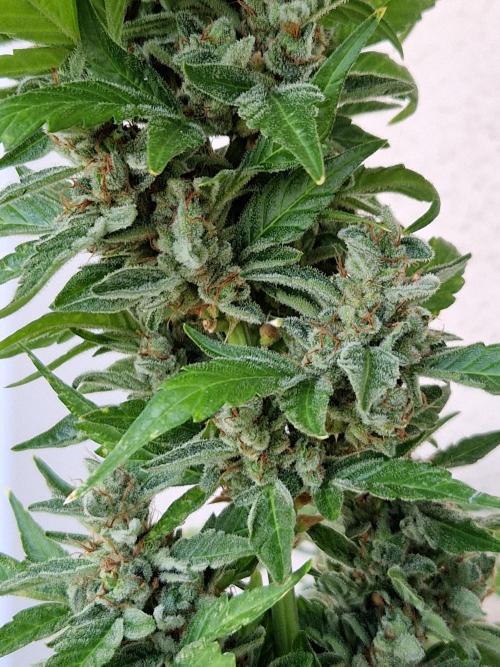 Super Lemon Haze Auto. Week 14 - 05.08.26 