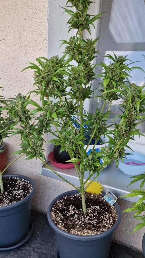 Pineapple Slush XL Auto