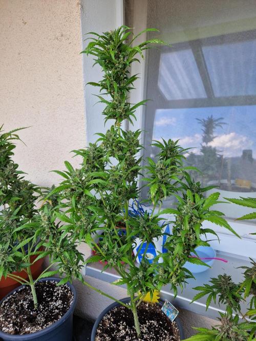 Pineapple Slush XL Auto. Week 14 - 05.08.26 