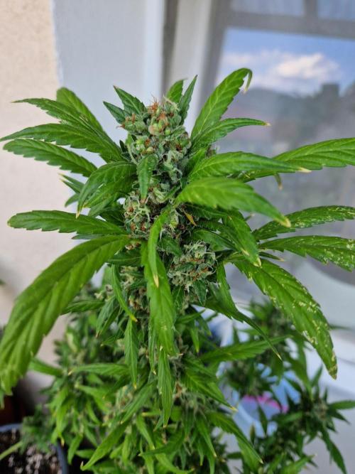 Pineapple Slush XL Auto. Week 14 - 05.08.26 