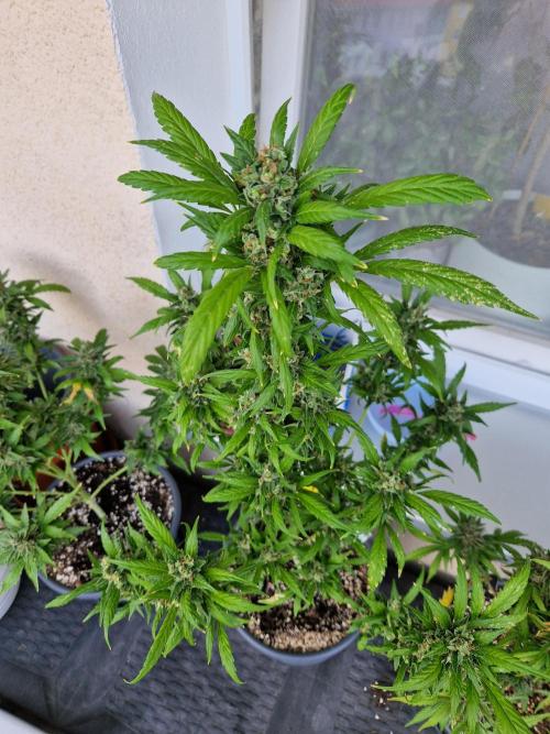 Pineapple Slush XL Auto. Week 14 - 05.08.26 
