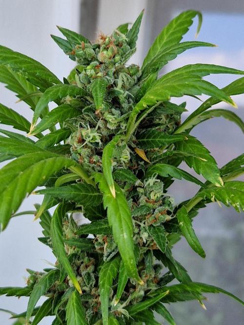 Pineapple Slush XL Auto. Week 14 - 05.08.26 