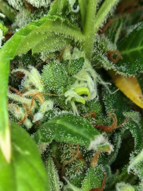 Pineapple Slush XL Auto. Week 14 - 05.08.26 