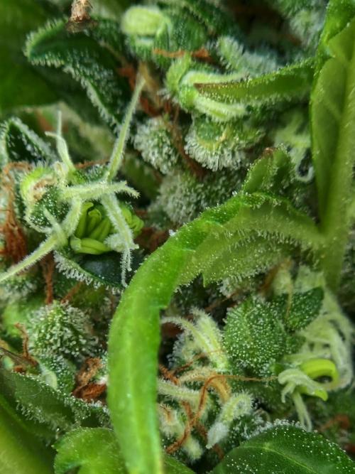 Pineapple Slush XL Auto. Week 14 - 05.08.26 