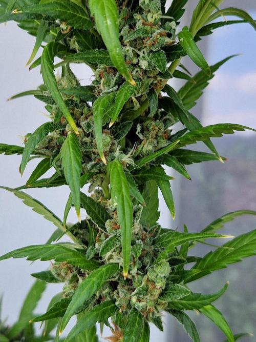 Pineapple Slush XL Auto. Week 14 - 05.08.26 