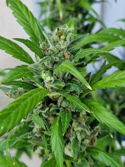 Pineapple Slush XL Auto. Week 14 - 05.08.26 