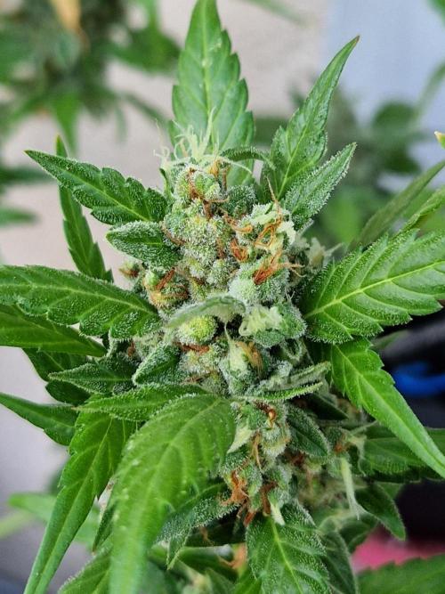 Pineapple Slush XL Auto. Week 14 - 05.08.26 