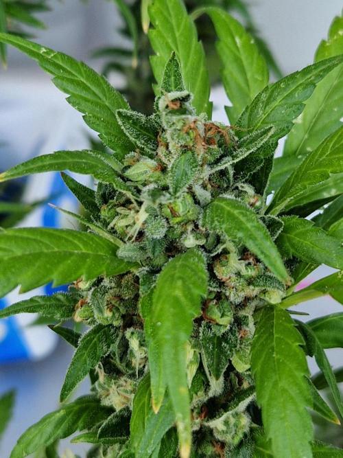Pineapple Slush XL Auto. Week 14 - 05.08.26 
