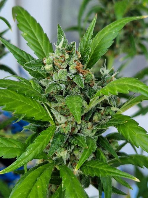 Pineapple Slush XL Auto. Week 14 - 05.08.26 