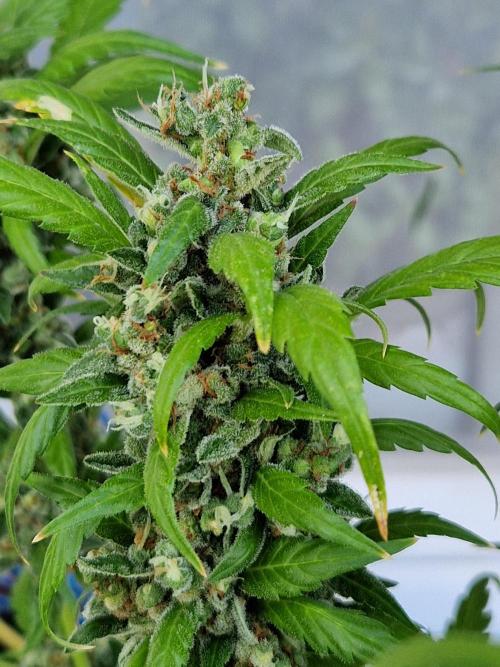 Pineapple Slush XL Auto. Week 14 - 05.08.26 
