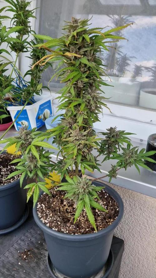 Chemical Candy Auto