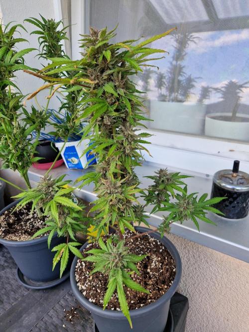 Chemical Candy Auto. Week 14 - 05.08.26 