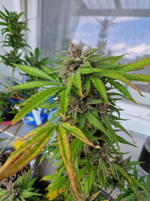 Chemical Candy Auto. Week 14 - 05.08.26 