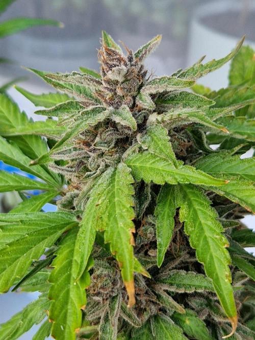 Chemical Candy Auto. Week 14 - 05.08.26