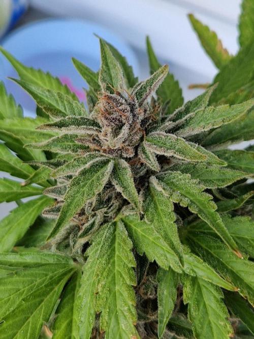 Chemical Candy Auto. Week 14 - 05.08.26 