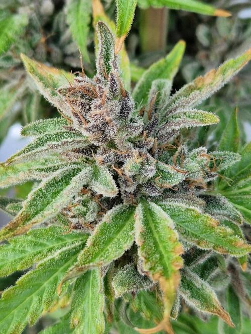 Chemical Candy Auto. Week 14 - 05.08.26 