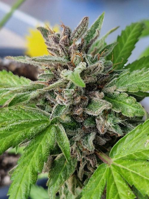 Chemical Candy Auto. Week 14 - 05.08.26 