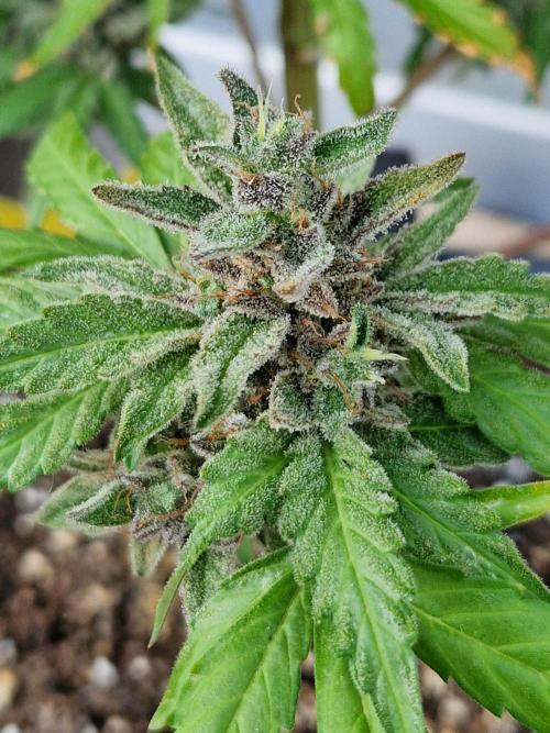 Chemical Candy Auto. Week 14 - 05.08.26 