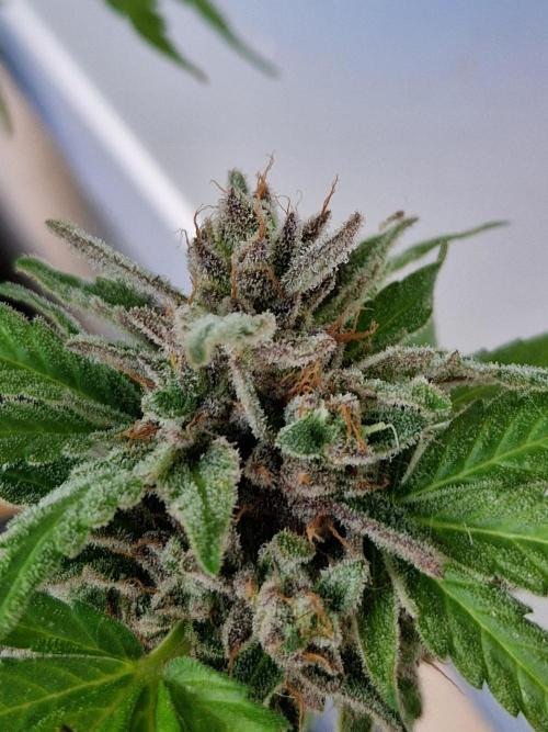 Chemical Candy Auto. Week 14 - 05.08.26 