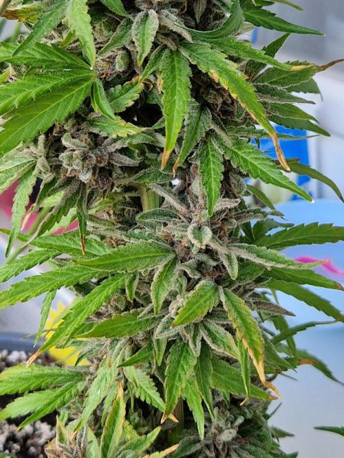 Chemical Candy Auto. Week 14 - 05.08.26