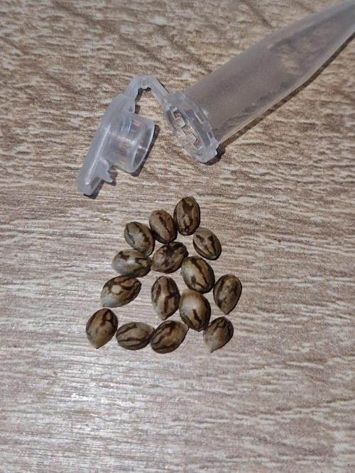 Zi-Bean Regular Phenohunt. Week 0