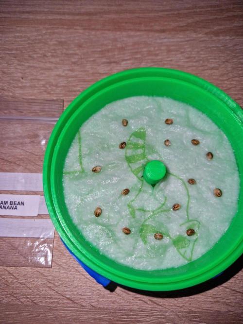 Zi-Bean Regular Phenohunt. Week 0
