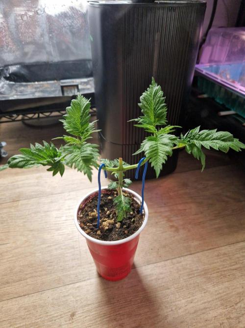 Mentha de Croco Fern Type Pheno #1. Week 6 - 08.08.26