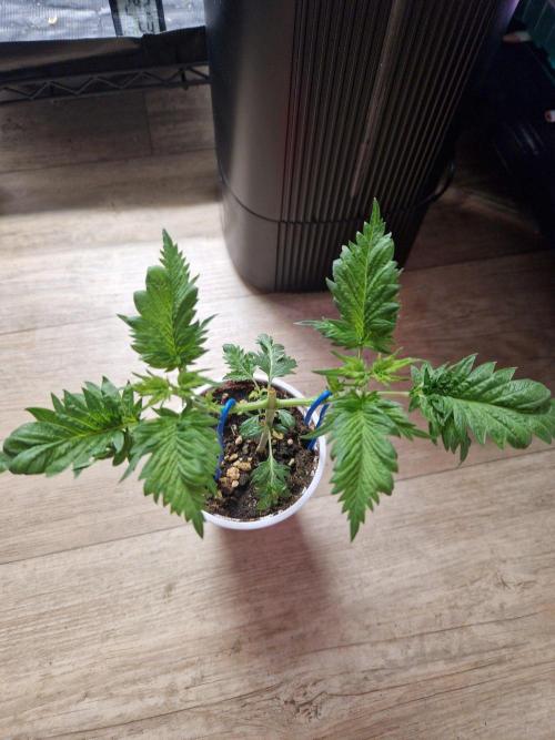 Mentha de Croco Fern Type Pheno #1. Week 6 - 08.08.26