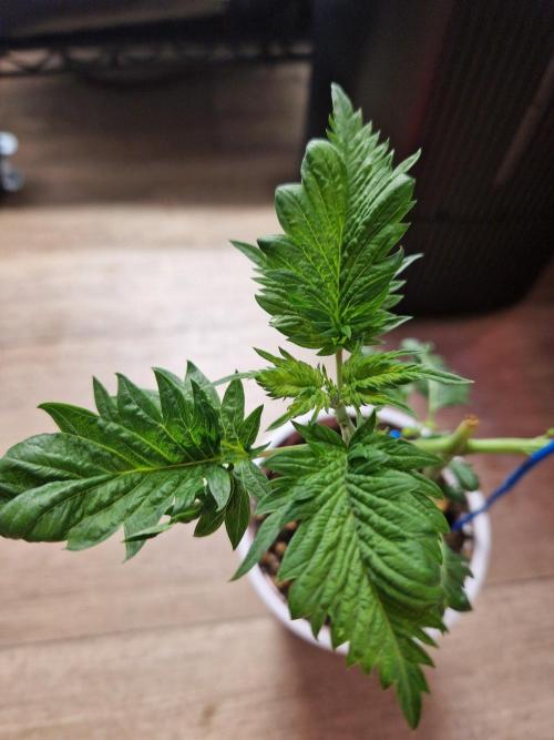 Mentha de Croco Fern Type Pheno #1. Week 6 - 08.08.26