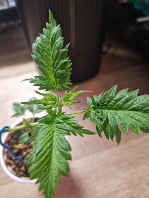 Mentha de Croco Fern Type Pheno #1. Week 6 - 08.08.26