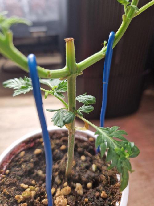 Mentha de Croco Fern Type Pheno #1. Week 6 - 08.08.26