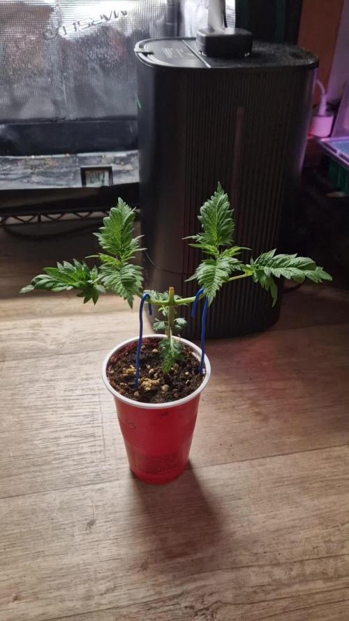 Mentha de Croco Fern Type Pheno #1