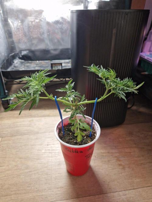Mentha de Croco Fern Type Pheno #2. Week 6