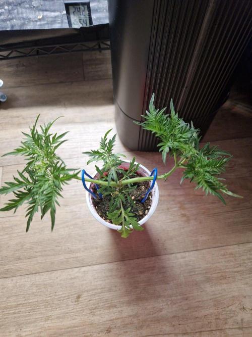 Mentha de Croco Fern Type Pheno #2. Week 6