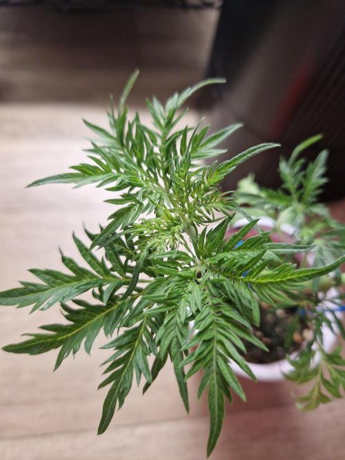 Mentha de Croco Fern Type Pheno #2. Week 6